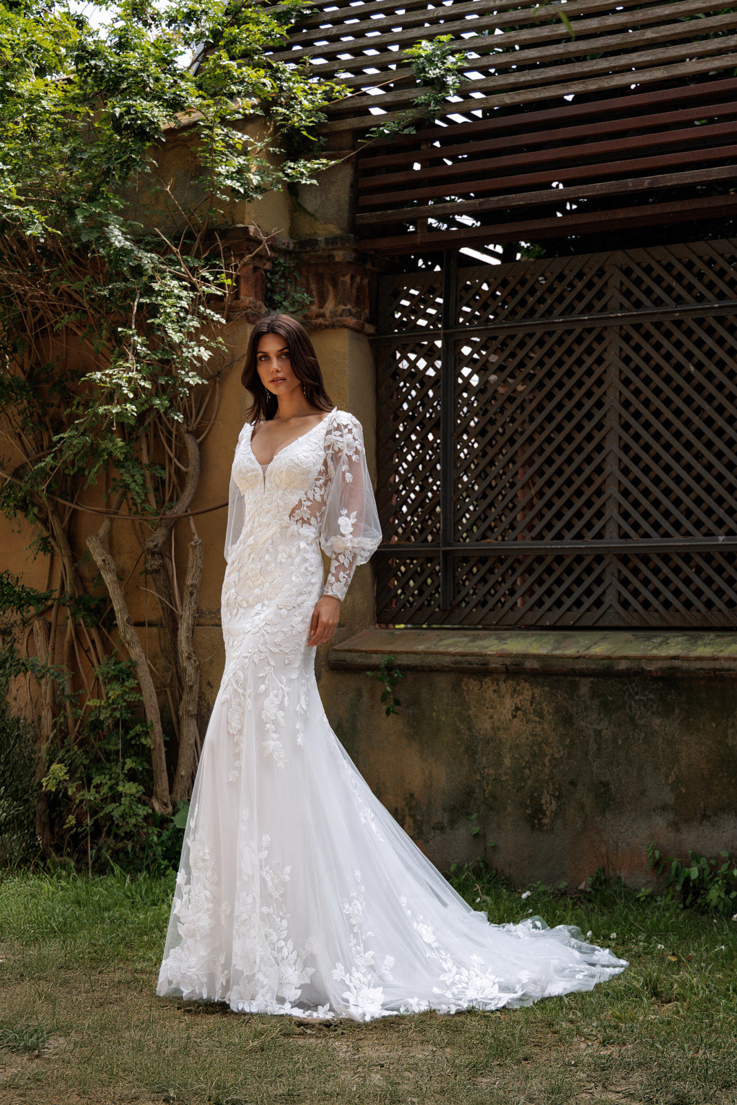 Mimosa